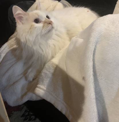 Fluffy Profile Image