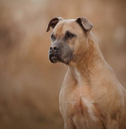 Ares Profile Image