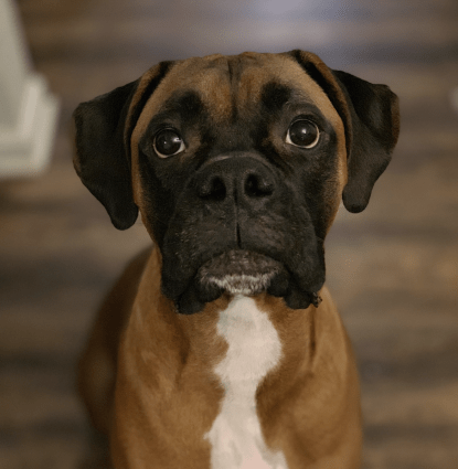 Rex Profile Image