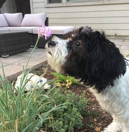 Millie Profile Image