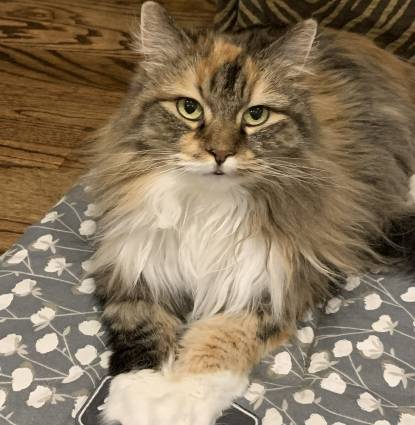 Savannah Profile Image