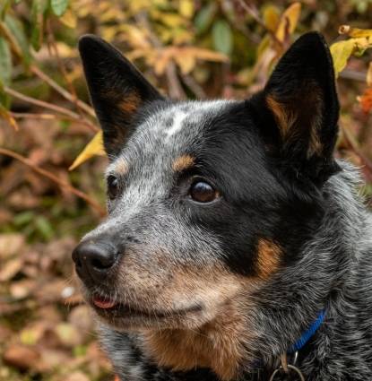 Ripley Profile Image