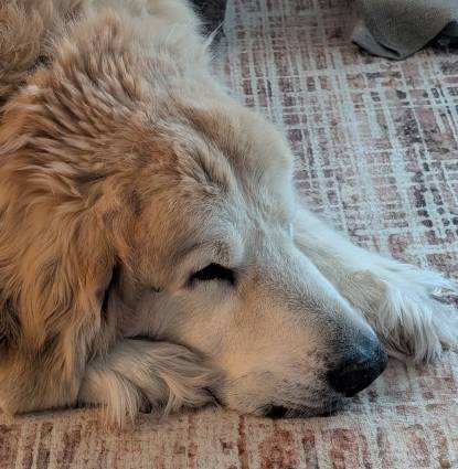 Sully Profile Image