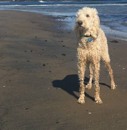 Roxie