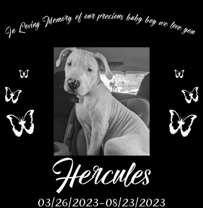 Hercules Profile Image