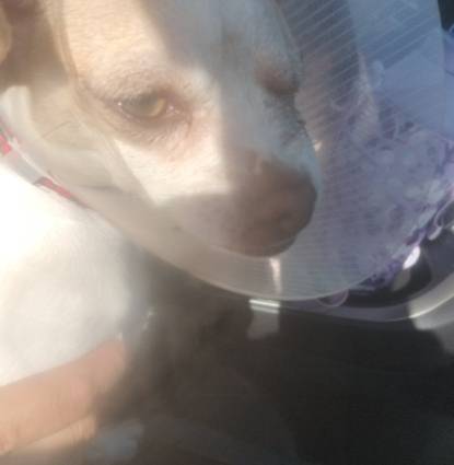 Lilly 1yr old chihuahua 