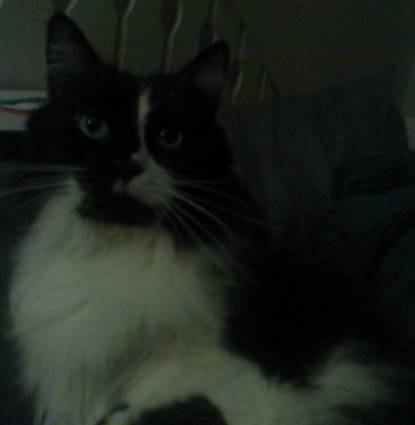 Sylvester Profile Image
