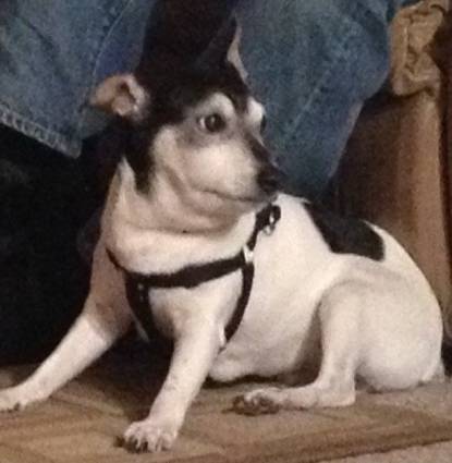 Ziggy Profile Image