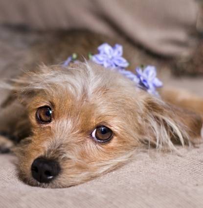 Gracie Profile Image