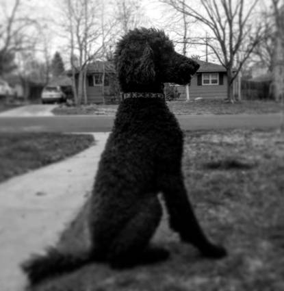 Boo The Wonderdog Knaddison Profile Image