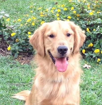 brody