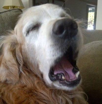 chewy