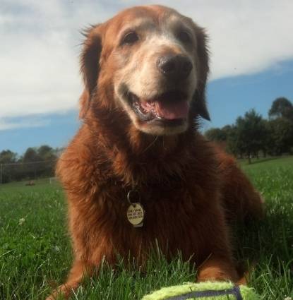 cheyenne