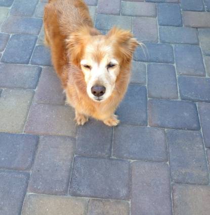 Cooper