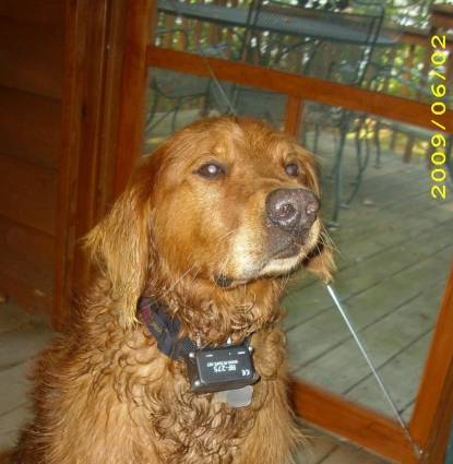 goldy