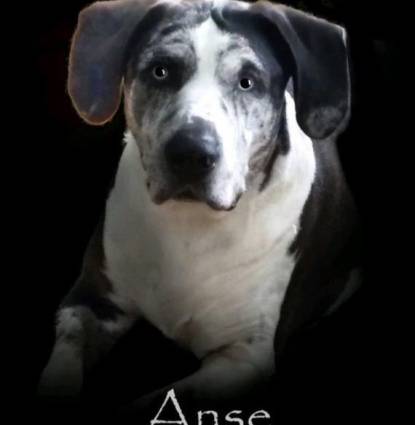 Anse Profile Image