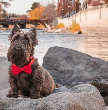 Wallace "by the river" Profile Image