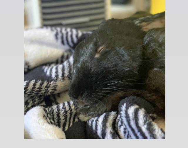 Oreo  Profile Image
