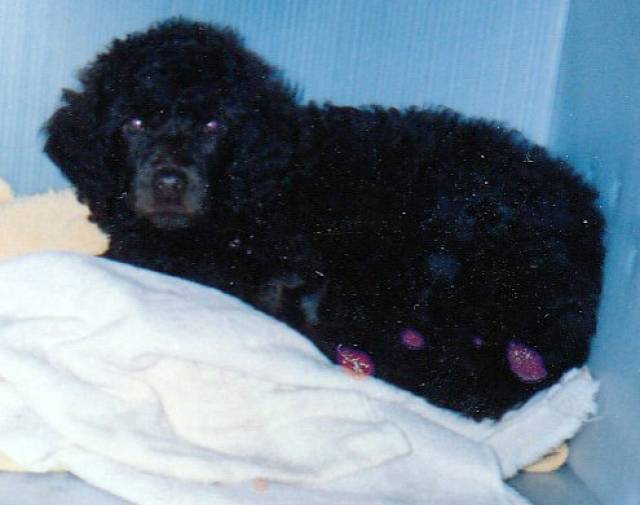 Tillie Gallery Image 4