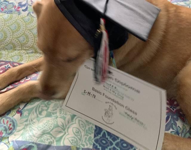 Cooper Graduation from obedience training
