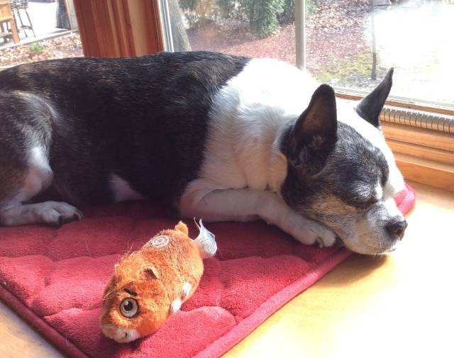Gracie Girl Gallery Image 7