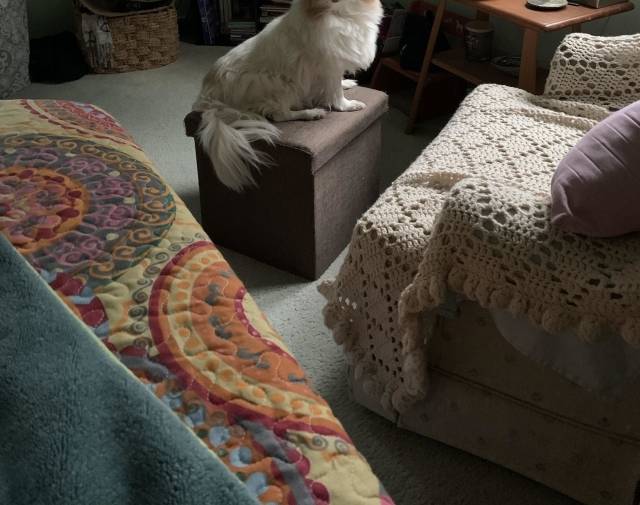 Falcor Gallery Image 3