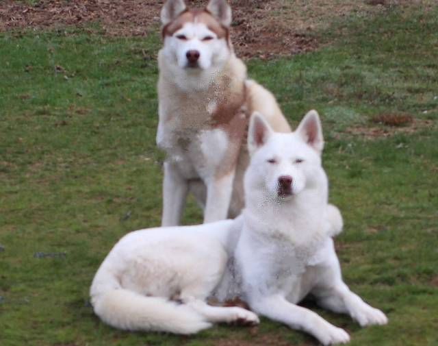 Snows and Nova