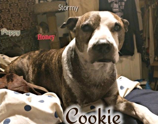Cookie Monsters Profile Image