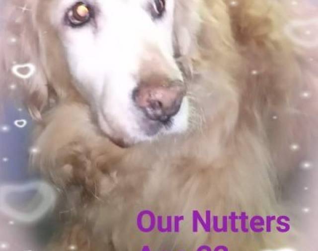 Nutters  Gallery Image 3