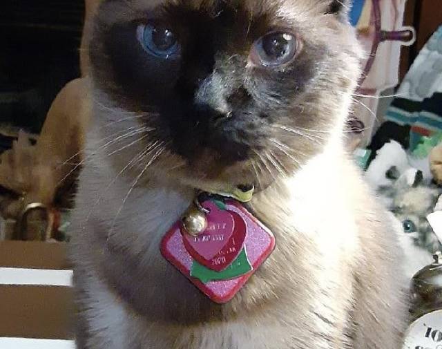 Mr. Kitty  Gallery Image 4