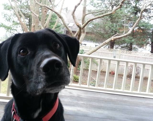 Pepper Profile Image