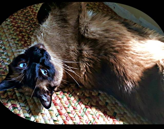 Simon(Cheedie)  Gallery Image 1