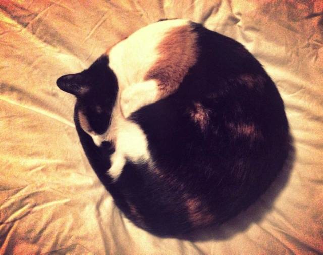 Monster Kitty Gallery Image 4