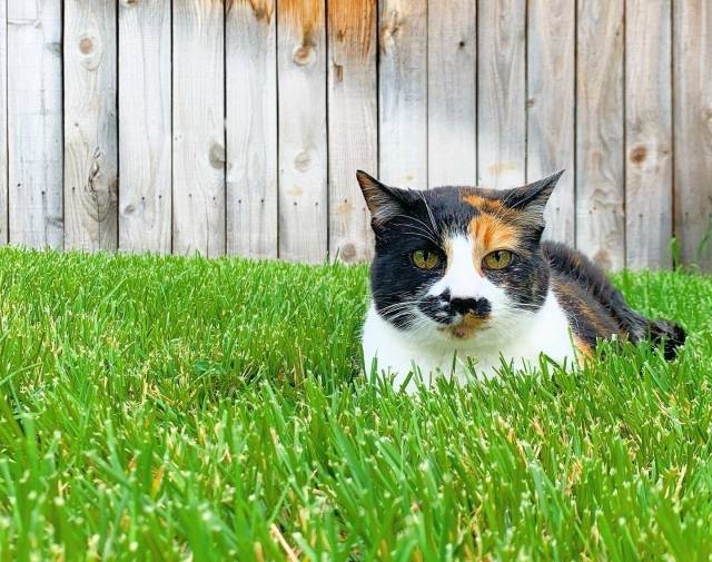 Monster Kitty Gallery Image 6