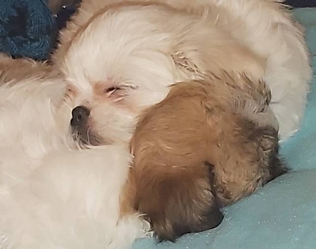 Lulu Bean & Princey Poo Gallery Image 1