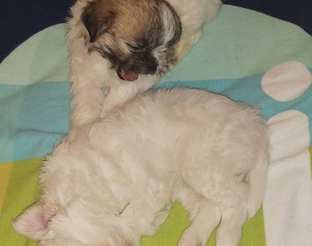 Lulu Bean & Princey Poo Gallery Image 2