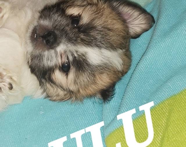 Lulu Bean & Princey Poo Profile Image