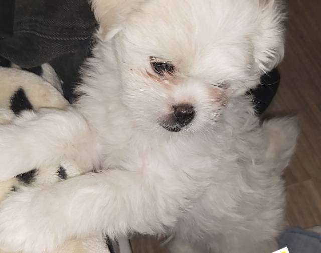 Lulu Bean & Princey Poo Gallery Image 2