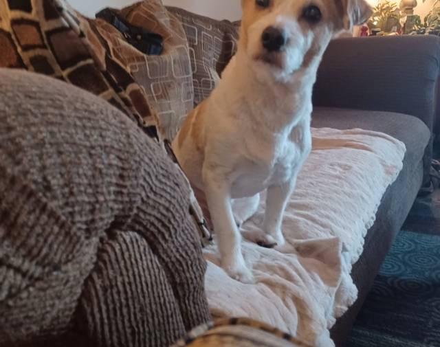 Do I smell chicken?