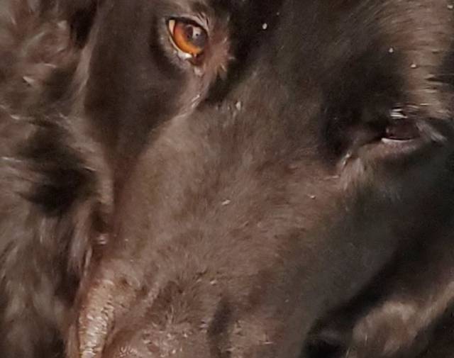 Patch, his eyes told me, it was time.