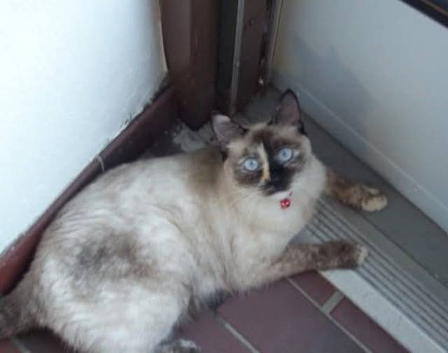 Lola Gallery Image 4