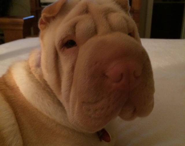 Bella  Profile Image