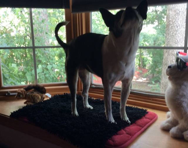 Gracie Girl Gallery Image 5