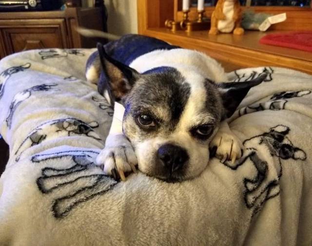 Gracie Girl Profile Image