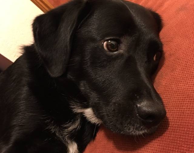 Puppy Gallery Image 6