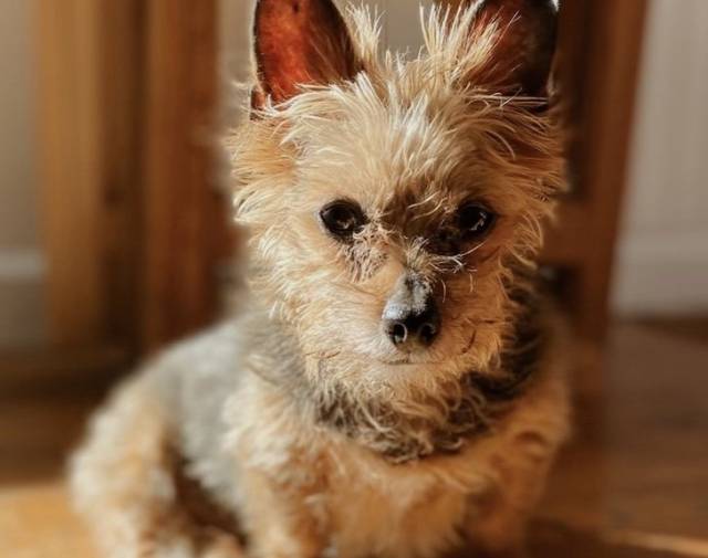 Tessy Bear Profile Image