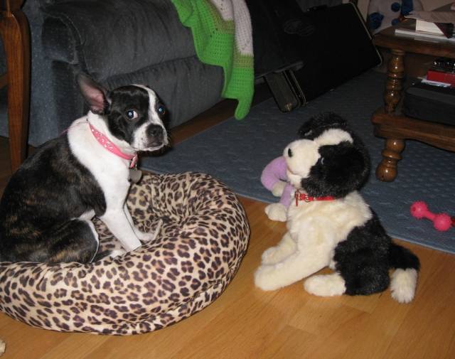 Gracie Girl Gallery Image 3