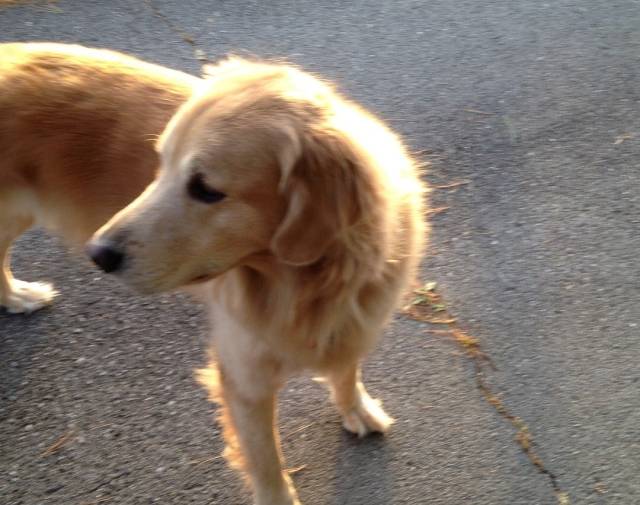 Bailey Profile Image