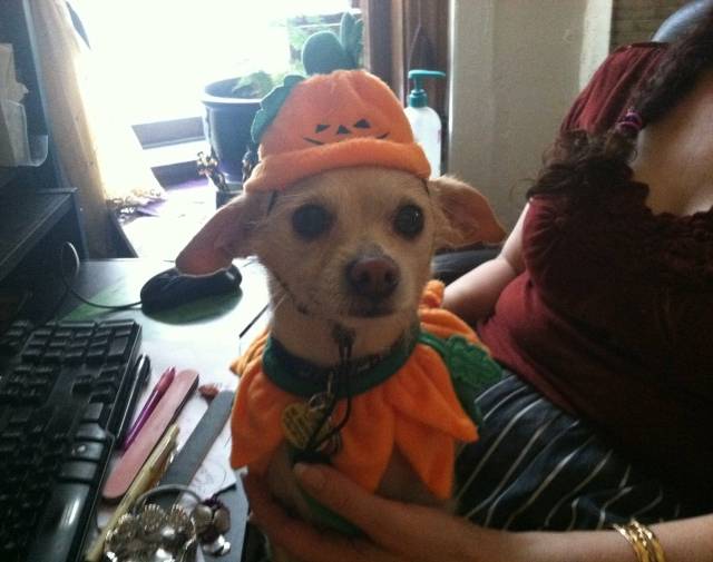 Pippin Underfoot Gallery Image 4