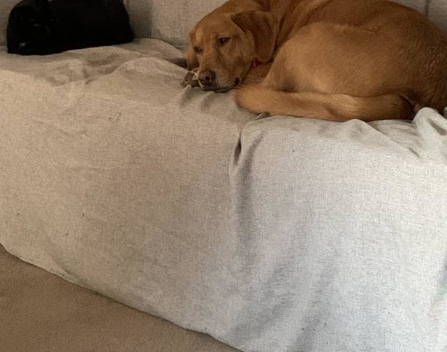 Cooper With cat sister, Mia